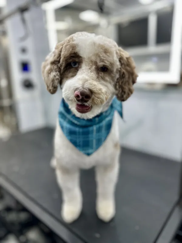 Dog getting a bath