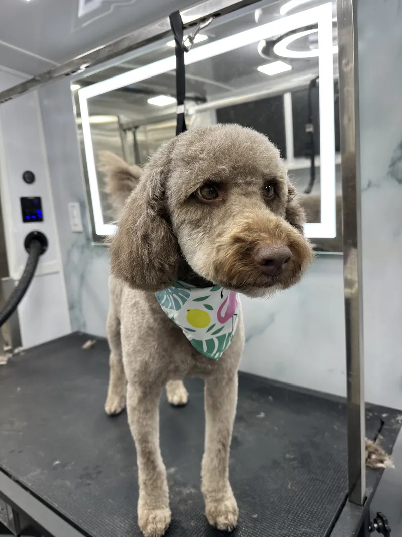Groomed dog