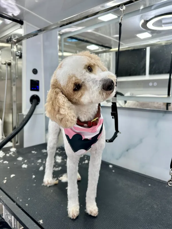 Dog with a fresh haircut