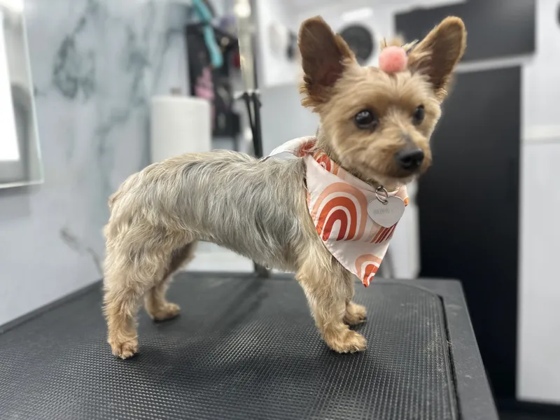 Groomed dog