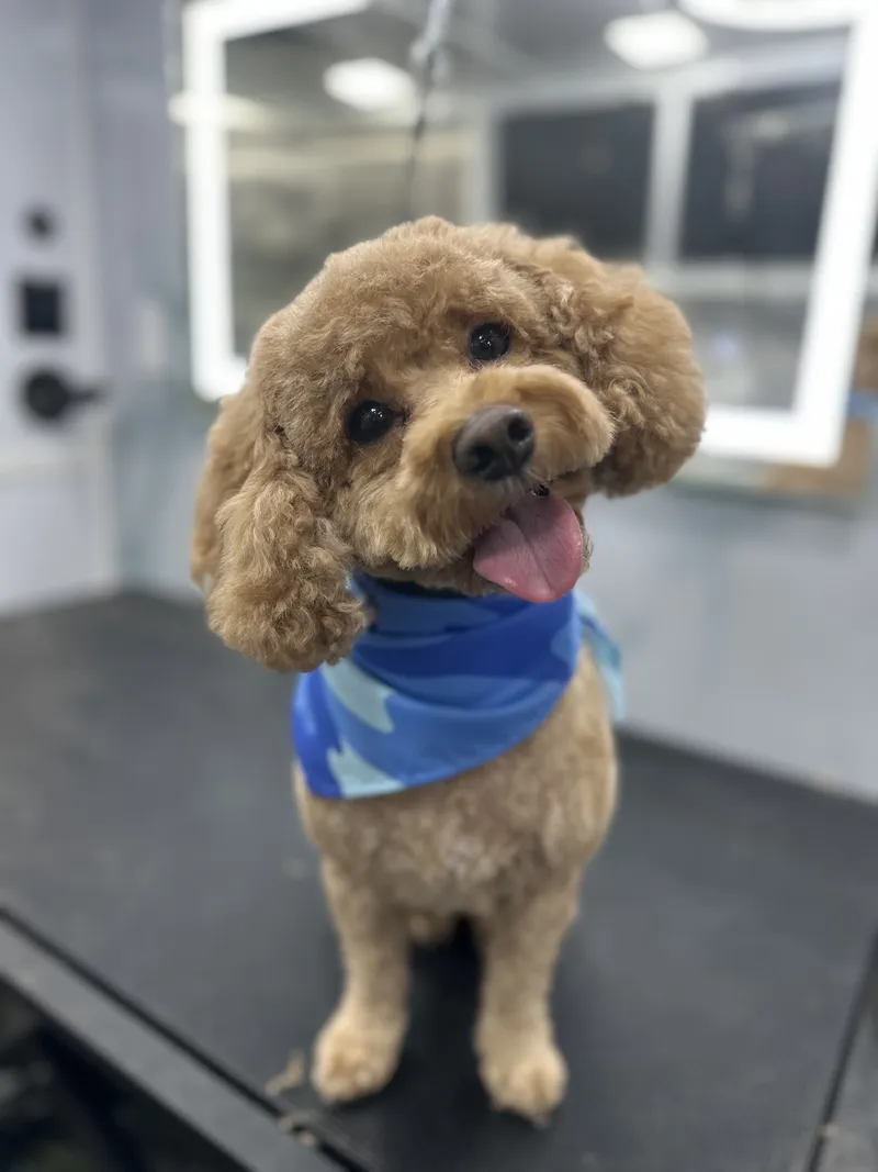 Groomed dog